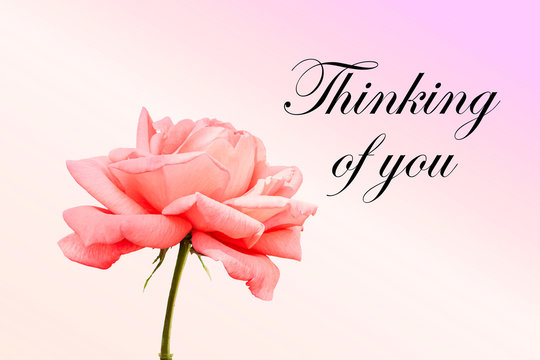 Thinking of you - card. Pink rose. - Powered by Adobe