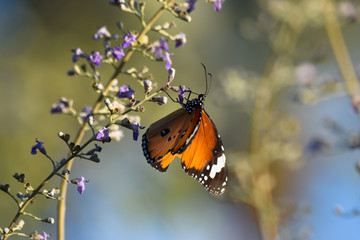 Butterfly on flower blossom in garden, nature flora close up plant leaf. wildlife insect animal