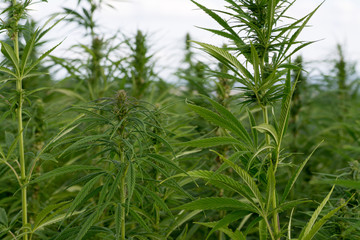 canabis on marijuana field ganja farm sativa leaf weed medical hemp hash plantation cannabis legal or illegal drug