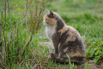 Beautiful tricolor cat walks on the grass