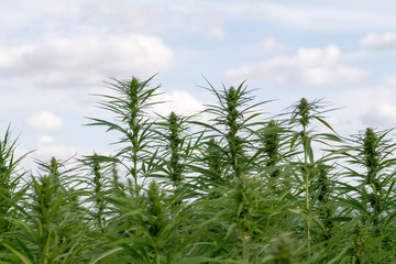 canabis on marijuana field ganja farm sativa leaf weed medical hemp hash plantation cannabis legal or illegal drug