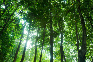 Under the tree canopies