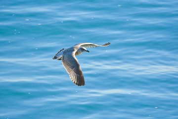 seagull flying in the blue sky