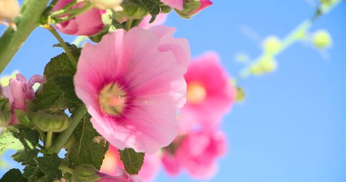 Rose Tr&eacute;mi&egrave;re Ile de R&eacute;