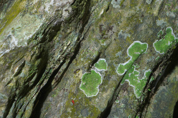 Green Lichen on the tree