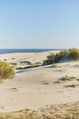 Fototapeta na wymiar Dune Efa. Curonian Spit. Kaliningrad region