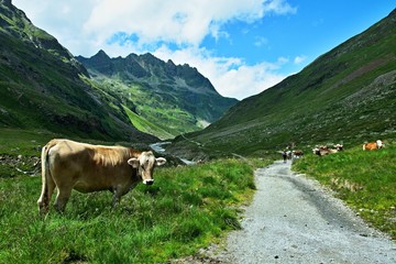 Fototapeta na wymiar Austrian Alps-view on the cows in valley Ochsental and Lobspitzen