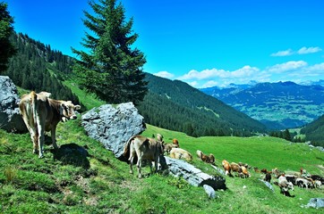 Fototapeta na wymiar Austrian Alps-view on the cows in valley Gauertal