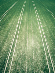 Green country field with row lines, top view, aerial photo