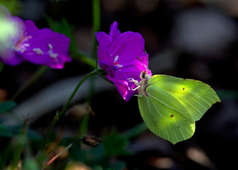 Moth on flkowers bud