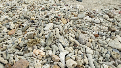 Dead coral at the beach