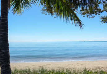 Palm tree at sunny beach HL Space