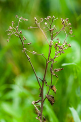 Dandelion Tree with Dried Flowers