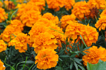 Macro of yellow carnation flowers in the garden on a summer day