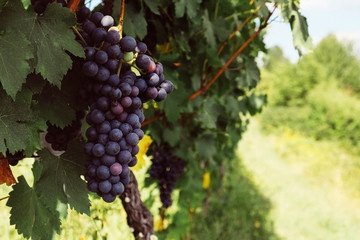 Beautiful bunch of blue grape. Bonarda grapes growing in italian vineyards.