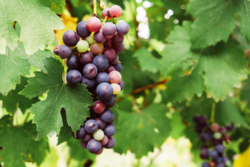 Beautiful grape cluster with green leaves, close up. Space for text. Charbono winery