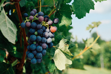 Bonarda grapes growing in Piedmont, Italy. Beautiful vineyards in summer