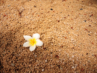 Fototapeta na wymiar Frangipani flower from Mauritius in a sand. With copy space.