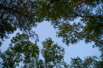 Crowns of trees in the forest. View from the bottom.