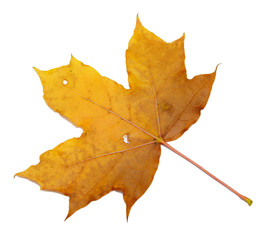 autumn natural maple leaf isolated on white background