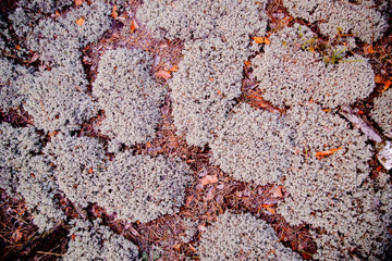 Moss and dry leaves in a pine forest