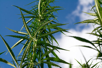 canabis on marijuana field ganja farm sativa leaf weed medical hemp hash plantation cannabis legal...