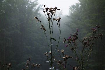 Thistle with spider web and raindrops. Fog in background. Photo taken after rain. Autumn morning in forest. Selective focus.