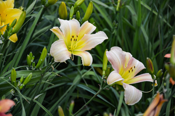 White lilies opened their petals