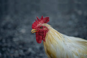 Male hens cock are white and their heads are red. Rooster, Chicken