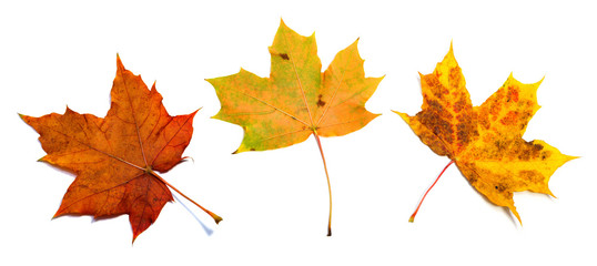 Obraz premium set of three beautiful autumn maple leaves isolated on white background
