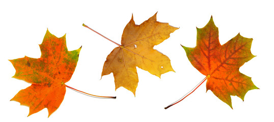 Fototapeta premium set of three beautiful autumn maple leaves isolated on white background