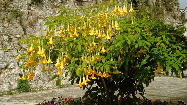 Blooming tree with bright yellow flowers named brugmansia. Greece. 4K