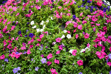 Little petunias opened their petals