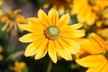 Fototapeta premium Löwenmaul gelbe sommerblume