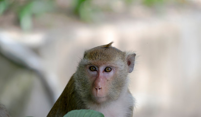 Pretty Monkey face close up in wildlife background