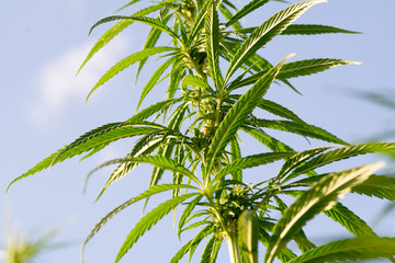 canabis on marijuana field ganja farm sativa leaf weed medical hemp hash plantation cannabis legal or illegal drug