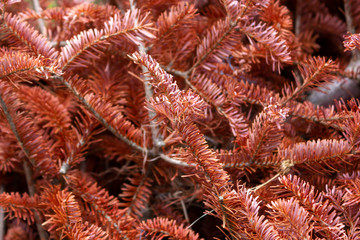 Naklejka na ściany i meble red natural texture of pine branches closeup backdrop