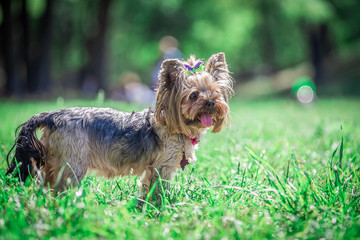 Little Yorkshire Terrier posing an grass. Yorkie Dog.