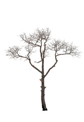Dead tree in the white background