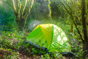 Camping in a Forest. Morning on a Camp Site. Green Illuminated Tent Between Spruce Trees. Outdoor Lifestyle.