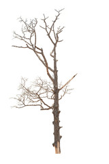 Dead tree in the white background