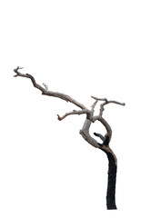 Dead tree on the white background