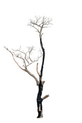 Fototapeta premium Dead tree on the white background