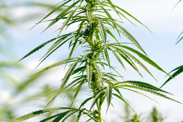 canabis on marijuana field ganja farm sativa leaf weed medical hemp hash plantation cannabis legal...