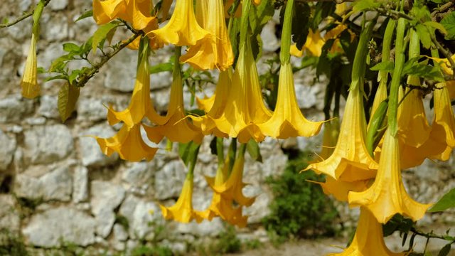 Blooming tree with bright yellow flowers named brugmansia. Greece. 4K