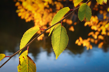 Obraz premium Close up of yellow orange red autumn leaves on green grass.