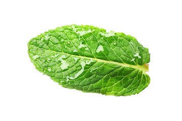 Green wet leaf of fresh mint isolated on white