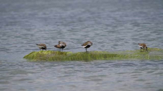 Dunlin (Calidris alpina) in Baltic Sea coastal area. Dunlin, Calidris alpina, standing and eat in a sea water on the beach on stones overgrown with algae. Disappearing Red Book Birds.