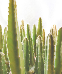 Stapelia Nobilis - home succulent plant closeup shot