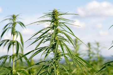 canabis on marijuana field ganja farm sativa leaf weed medical hemp hash plantation cannabis legal...